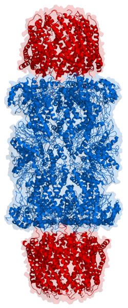 exterior view of Proteasome Protein