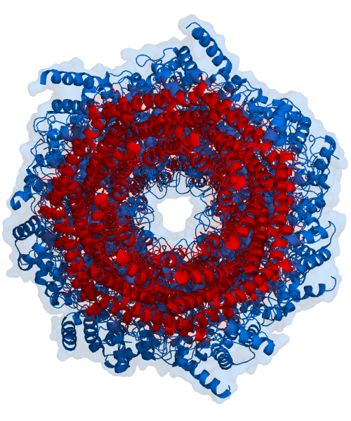 sliced (or slide) view of Proteasome Protein